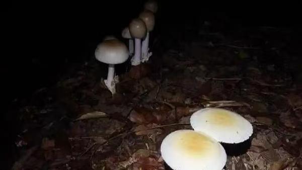 AI识菌风波引关注!抖音高管回应蘑菇误食事件:图片辨菇不靠谱,野生菌类切勿凭AI定论