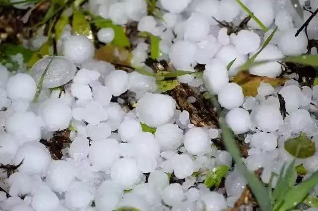 应急救援|强冰雹天气应对:各地农业部门指导灾后恢复生产 - 配图1