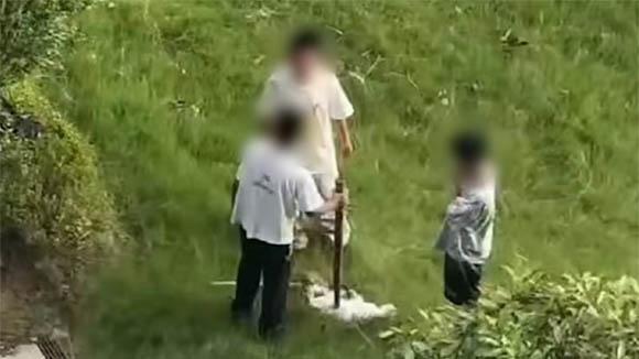 法治观察｜徐州小区未成年人虐猫事件：监护责任缺位下的法治与教... - 配图1